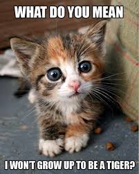 People from maharashtra and other regions of world who knows marathi language and love to communicate using marathi are searching for happy friendship day quotes in marathi 2018, happy friendship day wishes in marathi 2018, happy friendship day whatsapp status in marathi 2018.for those. Cute Cat Quotes Sayings Positive Quotes