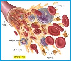 그래서 의료비 부담이 적은 소액암이나 유사암은 일반암 진단비의 10~20% 정도만을 지급하고 있습니다. ê¸‰ì„± ë°±í˜ˆë³' Acute Leukemia ì˜ ì¦ìƒ ë° ì›ì¸ ì¹˜ë£Œë°©ë²•