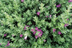 Maybe you would like to learn more about one of these? September Checklist Phoenix Home Garden