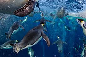 Consequently, a single egg is laid in late may or early june just before the onset of the antarctic winter. Emperor Penguins By Juliet Campbell By Campbellj On Emaze