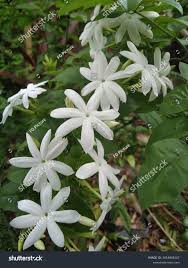 Image result for Jasminum pauciflorum