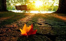 Toamna nu aduce cu ea doar vreme mohorata si temperaturi scazute , ci si o explozie de culoare care ne surprinde si ne incanta cu frumusetea ei an de an. Frunze De Toamna Poze Imagini Desktop Nature Wallpaper Nature Sunset Nature