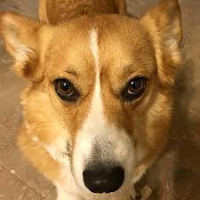 Dog breeders and puppies for sale in montana. Certain Creek Corgis Home Facebook