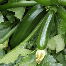 We did not find results for: How To Grow Squash Plants Be Brave And Garden