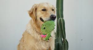 These interactive stuffed plush toys are perfect for shredding, trashing her arms make a great tug of war tool! Consuela The Cactus Dog Toy Off 56 Www Usushimd Com