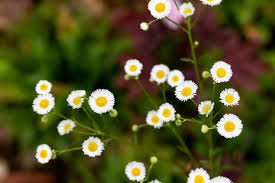 Image result for Eriocaulaceae