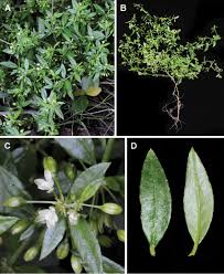 Image result for Glinus