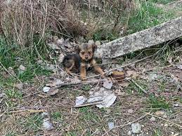 靴をシェルターにして寝ている子犬 | netgeek