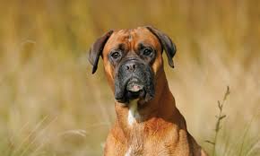 Trauma that causes bleeding between the skull and brain may cause a person to experience seizures. Canine Pericardial Effusion Clinician S Brief