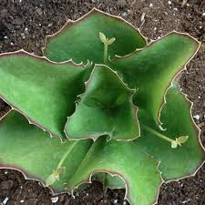 Kalanchoe Synsepala Jardins Cactus Succulent