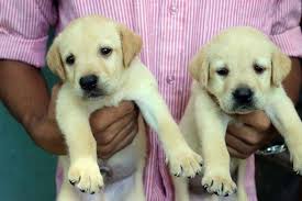 29 jun 2021, 6:46am | wennappuwa | pets rs 60,000. Labrador Retriever Puppies Ckc Registered Danweema Lk
