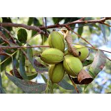 Image result for Carya illinoinensis