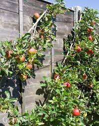 Tree training has many forms and espalier is just one. 3 Ways To Train Fruit Trees