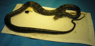 Spiders bothering you try our catchmaster glue boards that are just right for spider control. The Dangers Of Glue Traps The Wildlife Center Of Virginia