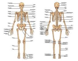 Skeletal System Introduction Human Skeleton Anatomy Bones Human Skeleton Anatomy