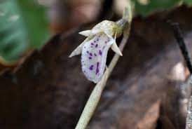 Image result for Nervilia kotschyi