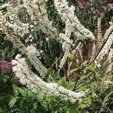 Image result for Alectra picta