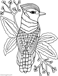 To help my daughter improve her birding observation skills, i created a coloring worksheet of a blue jay. Blue Jay Art Coloring Page Coloringall