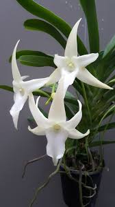 Image result for Angraecum infundibulare