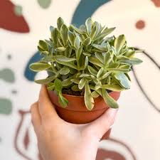 Image result for Crassula globularioides