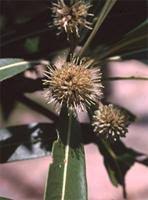 Image result for Breonadia