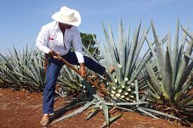 Tequila Mezcal It S All About The Agave Distiller