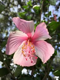 As exotic houseplants go, the hibiscus tree is one of the easiest to manage and enjoy beautiful tropical flowers year around. Lukas Nursery ×'×˜×•×•×™×˜×¨ Rare La France Weeping Hibiscus Tree Featuring Profuse Pink White Flowers Along Beautiful Weeping Stems Http T Co Y3psxqjcb7