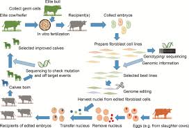 The original common way of doing genetic modifications was using endonucleases in a process. Invited Review Breeding And Ethical Perspectives On Genetically Modified And Genome Edited Cattle Journal Of Dairy Science