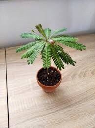 Image result for Biophytum richardsiae