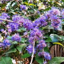 Image result for Memecylon