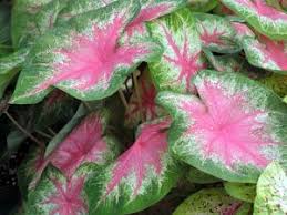 Planting caladiums is a simple process for gardeners of all levels. Caladium Growing And Advice On Caring For It