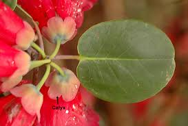 Image result for Rourea thomsonii