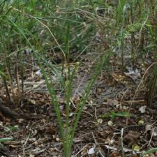 Image result for Dipcadi bakerianum