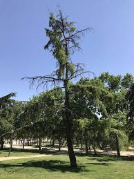 Most tree roots are at a depth of between 6 and 24 and spread out an area of two to four times the diameter of the tree crown. How To Save A Sick Or Dying Tree Go Tree Quotes