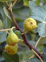 Figuier Blanquette Ficus Carica Blanquette Le Jardin Du Pic Vert