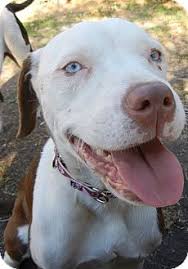 American staffordshire terrier is larger, heavier, stronger and generally more muscular looking american staffordshire terrier faqs frequently asked questions. Los Angeles Ca American Staffordshire Terrier Meet Blue Eyes A Pet For Adoption