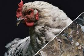 Ich hab da total unterschiedliche angaben gefunden. Eier Das Leid Der Huhner Und Hennen In Der Eierindustrie