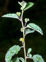 Image result for Waltheria indica