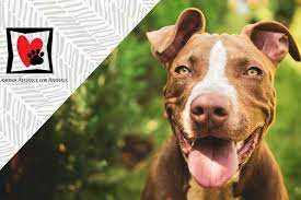 Thousands of dogs and cats across the country are up for adoption and are. 9 6 20 Pet Adoption Events Tulsa Oklahoma I Love Larne Pet Adoption Event Pet Adoption Pet Organization