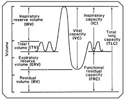 Image result for Pulmonary Function Test