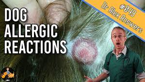 Allergic To Flea Treatment Treating Hives In Dogs Our Pets Health
