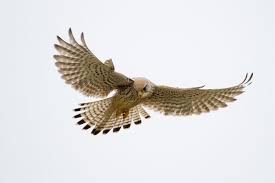 Kestrel Hovering Birds Of Prey Falcons