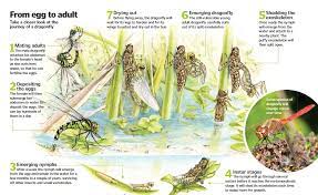 The Life Cycle Of A Dragonfly