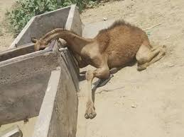 These english story videos are sure to delight your children. Rajasthan Dead Thirsty Camel Creates Stir On Social Media