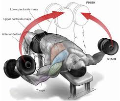 Image result for DEcline chest press DUMBBELL FLY