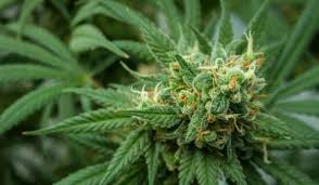 Así luce el cannabis | Foto: History Channel    