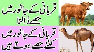 Qurbani k janwar gaye cow unt camel bakra bakri mein kitne hisse hoge ? Qurbani Ke Janwar Me Kitne Hisse Hute Hain Qurbani Ke Janwar Me Hisse Qurbani Mein Hissa Dalna Youtube