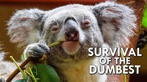 Dumb koala video
