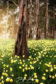 Spring Sensation Wild Daffodils Amongst Some Forest Spring In The Uk Has Pictures Of Spring Flowers Spring Pictures Tree Photography
