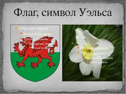 Желтый нарцисс как символ уэльса. Prezentaciya The United Kingdom Of Great Britain And Northern Ireland Skachat Besplatno